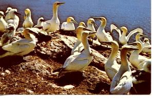 CANADA    PC404    ADULT GANNETS