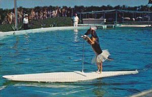 Florida Marineland Trained Dog Rides Surfboard Pulled By Porpoise At Marine S...