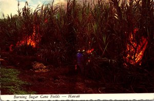 Hawaii Burning Sugar Cane Fields Before Harvest