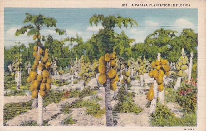 Florida Typical Papaya Plantation Curteich