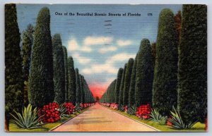 Australian Pines, A Beautiful Scenic Street In Florida, 1955 Linen Postcard