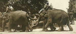 RPPC c1910 CIRCUS PARADE Street Scene ELEPHANT LINE Elephants