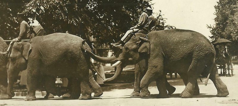 RPPC c1910 CIRCUS PARADE Street Scene ELEPHANT LINE Elephants