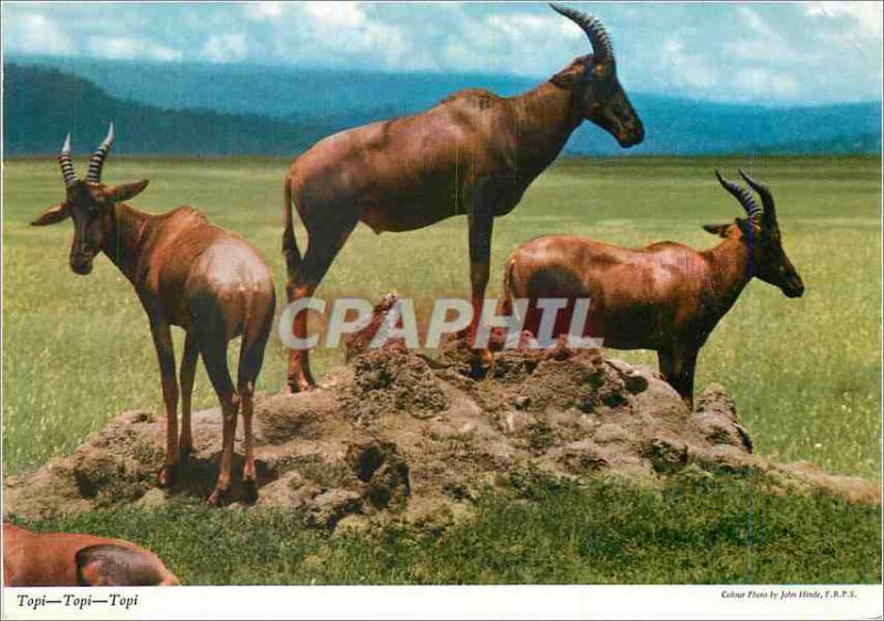 Modern Postcard The Topi (Damaliscus korrigum) Space Antelope Chevre