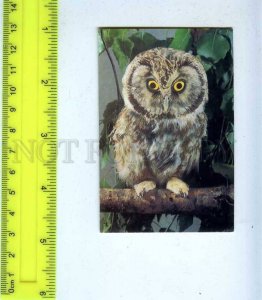 259467 USSR Moose-legged owl photo Mukhin CALENDAR 1990 year