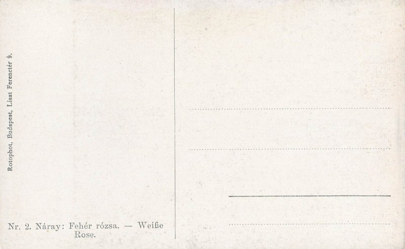 B508 Fine art postcard White Rose by Naray