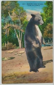 California Bearing Good Wishes Bear Woods Postcard N8