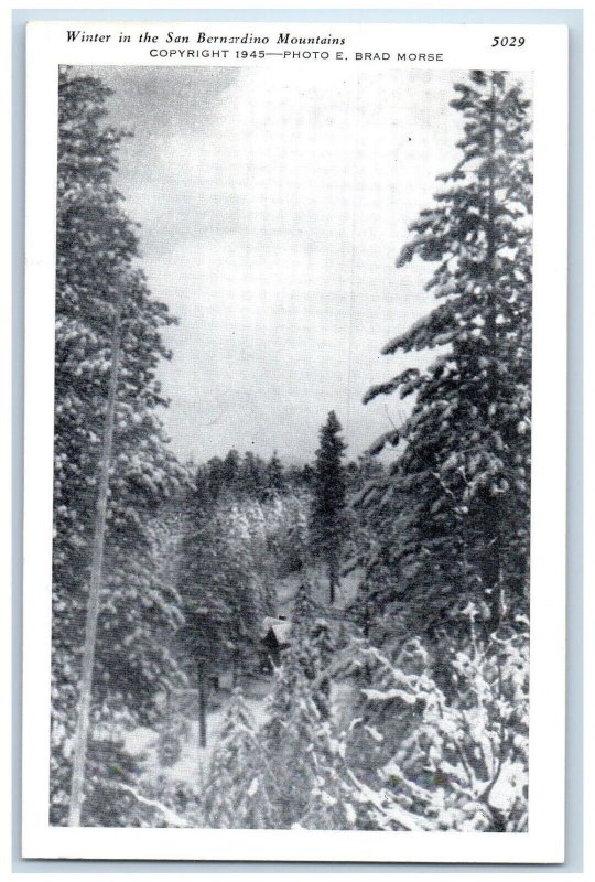 Winter In The San Bernardino Mountains California CA Unposted Vintage Postcard