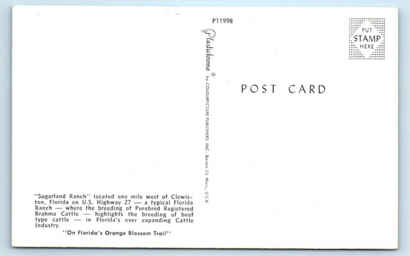 CLEWISTON, FL Florida~ SUGARLAND RANCH Brahma Cattle  c1950s  Postcard