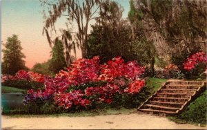 Hand Colored  South Carolina Postcard - Charlestown - Middleton Place Gardens