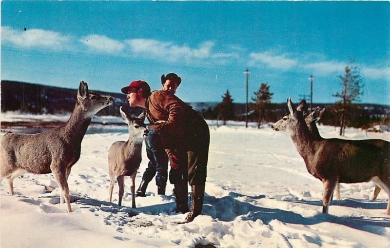 Yellowstone National Park WyomingFeeding Hungry Deer In Wintertime1950s PC