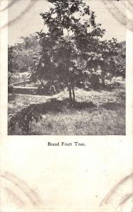  scenic birds eye view bread fruit tree in field antique pc Z13456 