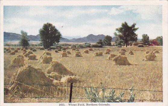 Wheat Field Fort Collins Northern Colorado