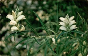 White Turtle-Head Flower Postcard Lovy Lake Camping Vacation