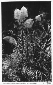 Glacier Ntl Park Montana Indian Bear Grass Real Photo Antique Postcard K17498