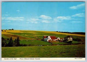 Hillside Pasture Scene, Margate, Prince Edward Island, Canada, Chrome Postcard