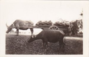 Philippines Typical Ox Cart Real Photo