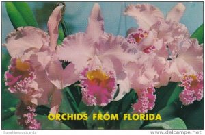 Florida Orchids Large Lavender Cattleya
