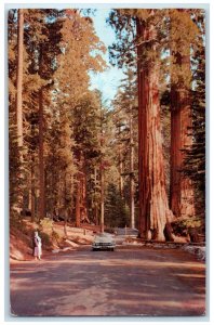 1971 Kings Canyon National Park Fresno County California CA Posted Tree Postcard 