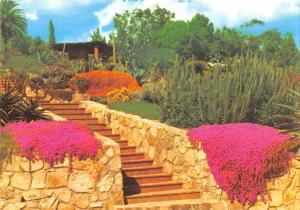 BR71764 pinya de rosa blanes lloret de mar girona spain cactus  flower fleur