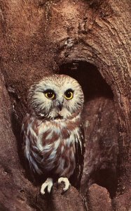 Saw-Whet Owl