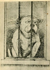 Postcard Comical , Dog behind Bars, All I did was grow a little   Q5