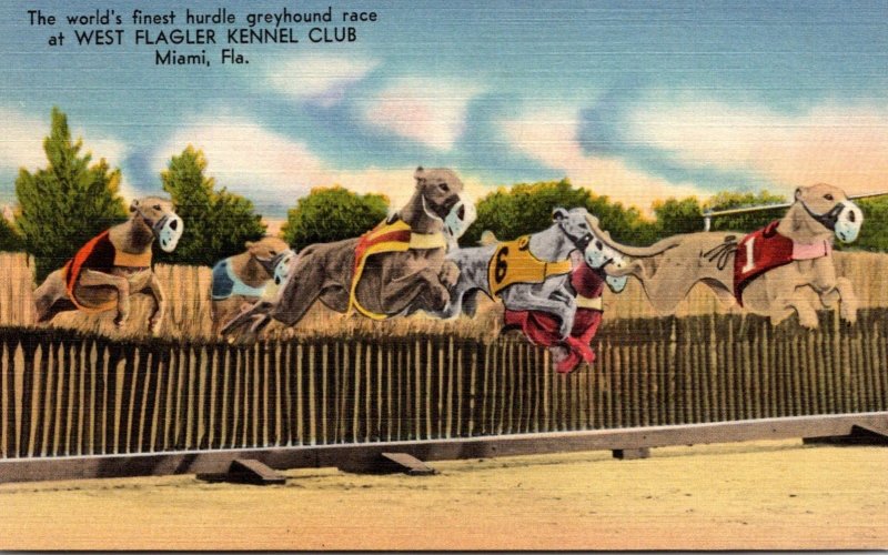 Florida Miami West Flagler Kennel Club World's Finest Hurdle Greyhound R...