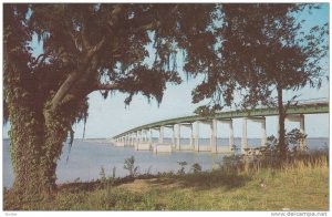 Waterfront View, Tree With Moss Near the Highway Bridge, Lake Marion, Near Sa...