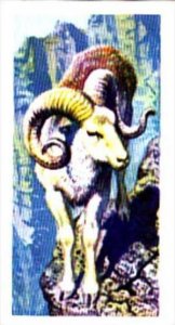 Brooke Bond Trade Card Asian Wildlife No 30 Argali