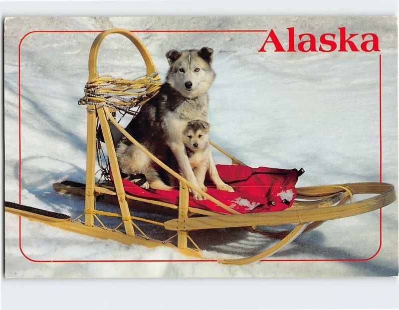 Postcard Husky pup and mother, Alaska