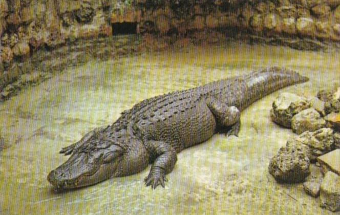 600 Pound Florida Alligator Sarasota Jungle Gardens Sarasota Florida 1966