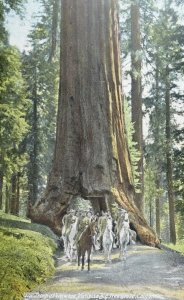 C.1910 U.S. Troop at Wawona Mariposa Big Tree Grove, Calif. Postcard P61