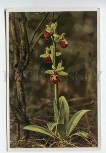 428007 Flower Ophrys arachnites Vintage Sammelwerk Tobacco Card w/ ADVERTISING