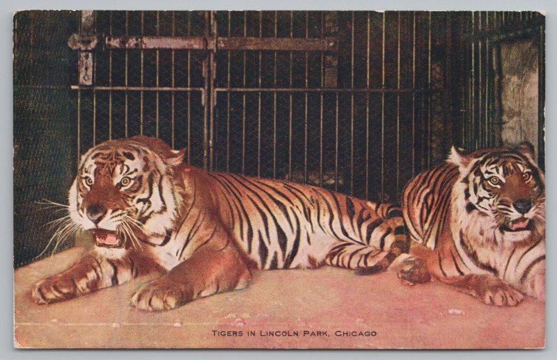 Animal~Tigers In Lincoln Park Chicago~Vintage Postcard 