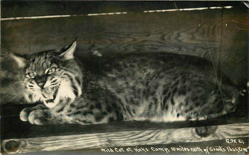 Grants Pass Oregon Hicks Camp 1930s Patterson Wild Cat RPPC Photo Postcard 2101