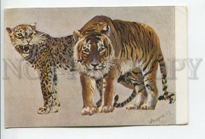 461906 MEYER Big Cat TIGER Vintage postcard J.Glas