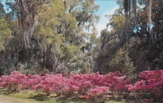 Louisiana Avery Island Jungle Gardens Azaleas and Oak Trees