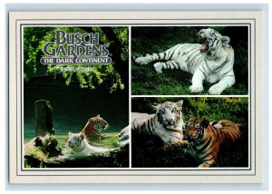 Vintage Tigers, Bush Gardens The Dark Continent. Tampa, Florida. Postcard 5WE