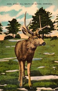 Nebraska Deer At Stage Hill South Of Gering 1946