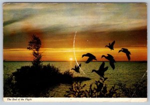 Canadian Wilderness Sunset, Flock Of Ducks, Chrome Postcard