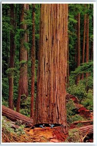 Postcard - Giant California Redwood - California