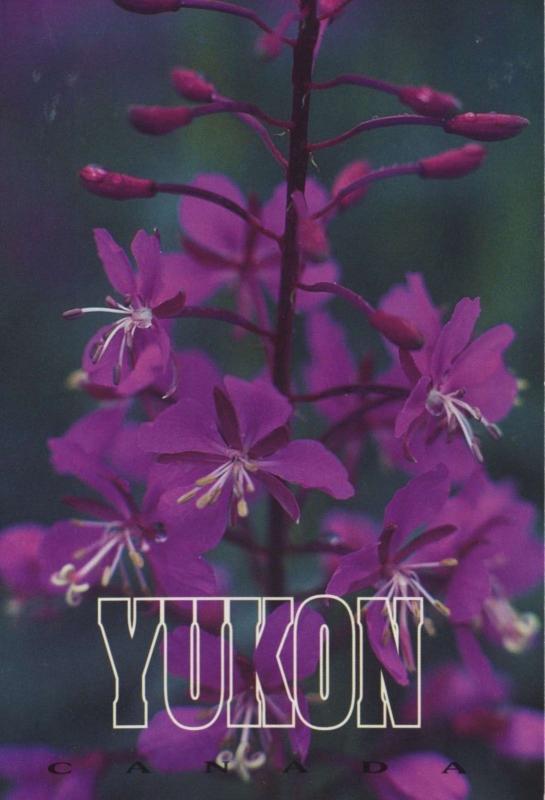 Yukon YT Fireweed Yukon's Floral Emblem Flower Purple Unused Postcard D31