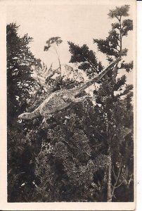 DINOSAUR Tobacco Card 1910, Hypsilpohodon Army Club Cigarettes, Cavander Series