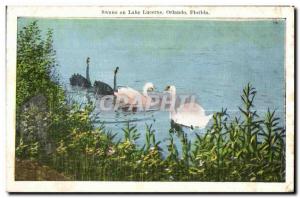 Old Postcard Swans on Lake Lucerne Orlando Florida Swan