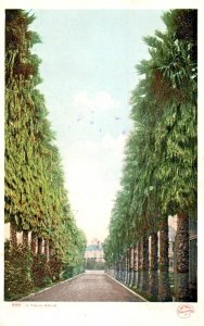 Vintage Postcard Detroit Publishing Palm Tree Drive Photo Undivided Early Rare