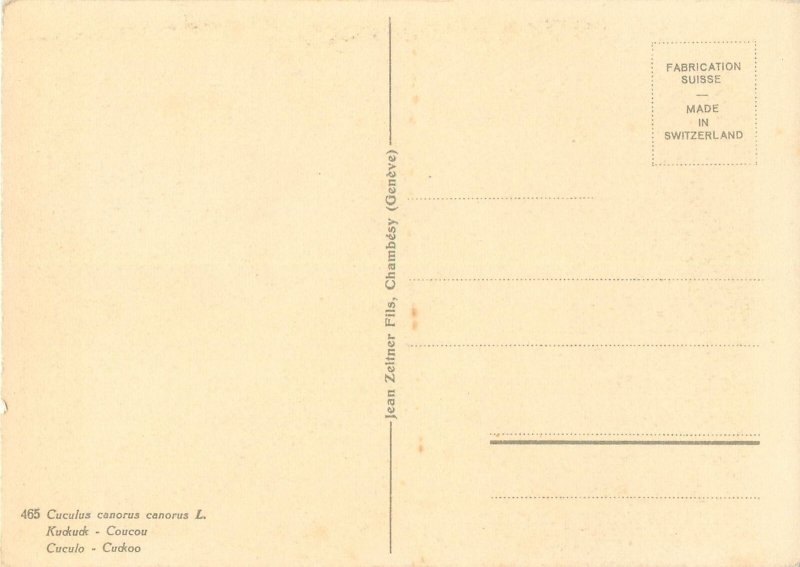 Animals in art signed Postcard Cuckoo bird