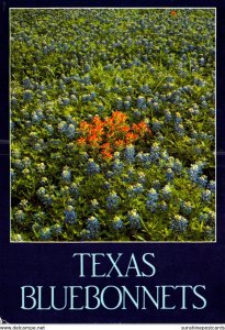 Texas State Flower Bluebonnets