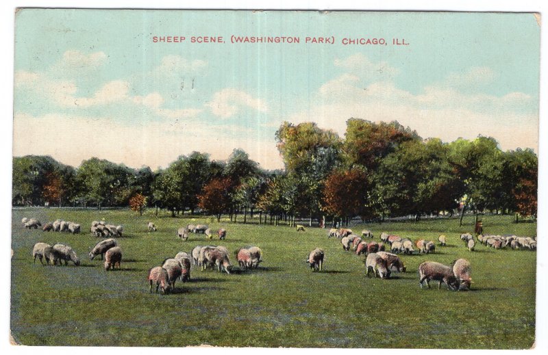 Chicago, ILL, Sheep Scene, (Washington Park)