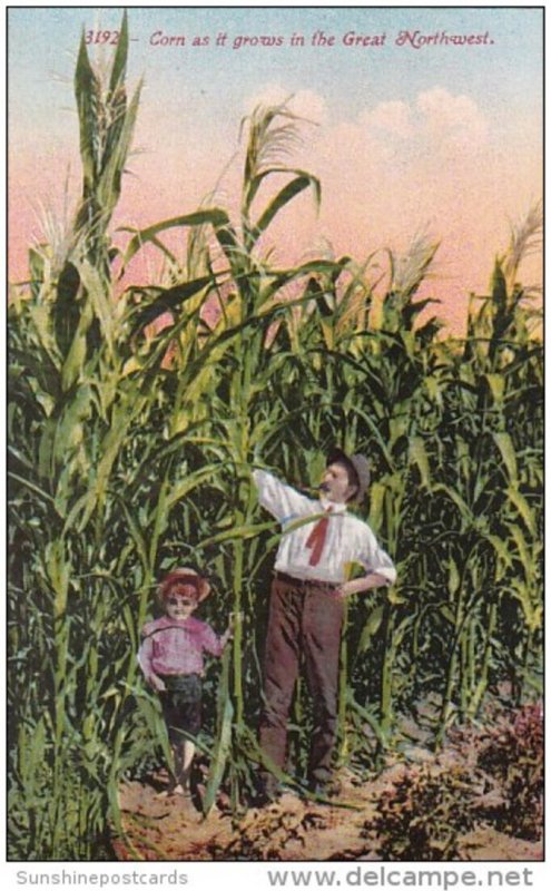 Large Corn As It Grows In The Great Northwest