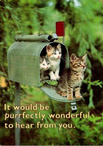 Cats Kittens In Mailbox It Would Be Purrfectly Wonderful To Hear From You